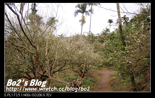台南.楠西-梅嶺追梅去(西拉雅國家風景區內)