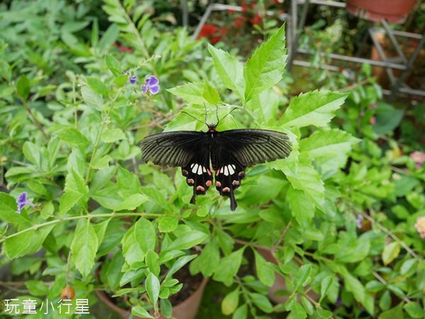 亞力山大蝴蝶生態教育農場3.JPG
