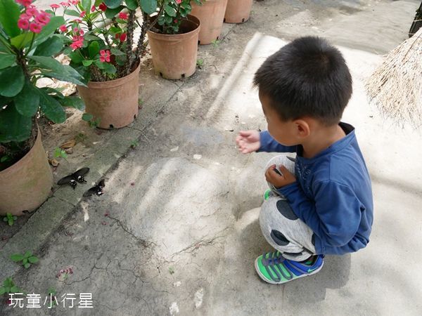 亞力山大蝴蝶生態教育農場22.JPG