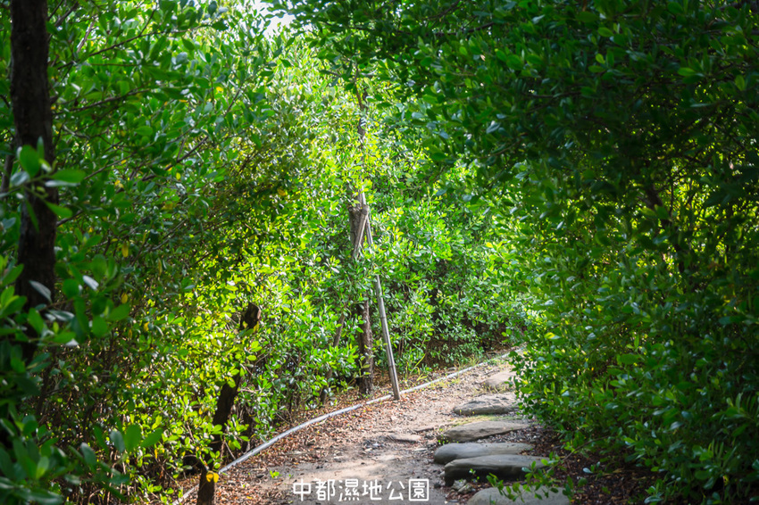｜高雄景點｜中都濕地公園，隱身在都市裡的濕地，這裡也有一個龍貓小隧道 - 阿婷的旅行札記。