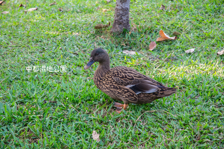 ｜高雄景點｜中都濕地公園，隱身在都市裡的濕地，這裡也有一個龍貓小隧道 - 阿婷的旅行札記。