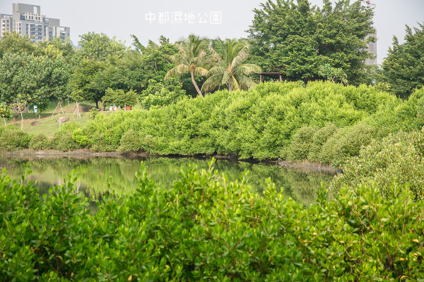 ｜高雄景點｜中都濕地公園，隱身在都市裡的濕地，這裡也有一個龍貓小隧道 - 阿婷的旅行札記。