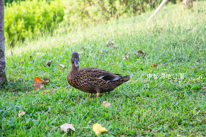 ｜高雄景點｜中都濕地公園，隱身在都市裡的濕地，這裡也有一個龍貓小隧道 - 阿婷的旅行札記。