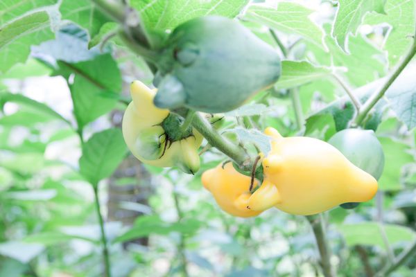 YuYuPas 優遊吧斯 - 28