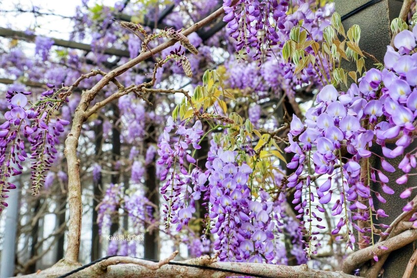 嘉義縣梅山鄉瑞里美食茶壺餐廳民宿｜嘉義瑞里茶壺特色料理合菜，超人氣媽媽手路菜～請事先預約餐點