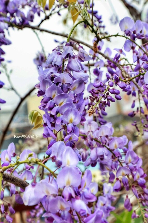 嘉義縣梅山鄉瑞里美食茶壺餐廳民宿｜嘉義瑞里茶壺特色料理合菜，超人氣媽媽手路菜～請事先預約餐點
