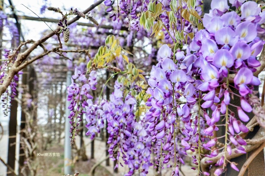 嘉義縣梅山鄉瑞里美食茶壺餐廳民宿｜嘉義瑞里茶壺特色料理合菜，超人氣媽媽手路菜～請事先預約餐點