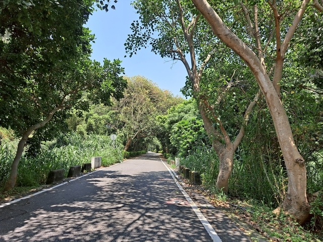 2021 8 桃園新屋綠色隧道 (13).jpg - 桃園新屋綠色隧道+永安漁港+三號咖啡