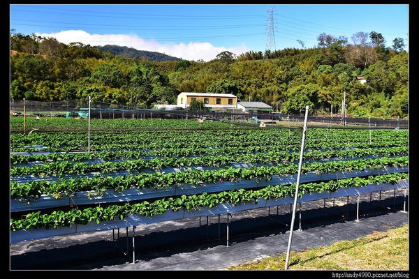 20151214大湖草莓1