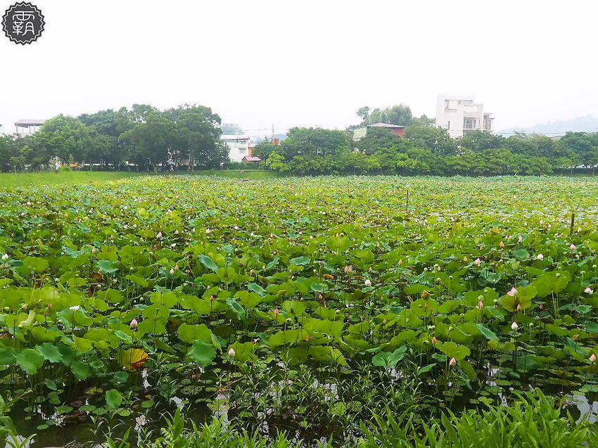 夏天谷關真有趣！谷關漫遊看神木、走步道、漫畫嘉年華，原鄉體驗，還有免費美食請你吃！