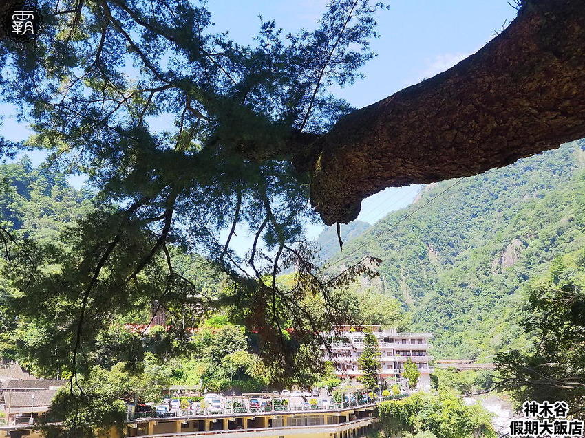 夏天谷關真有趣！谷關漫遊看神木、走步道、漫畫嘉年華，原鄉體驗，還有免費美食請你吃！