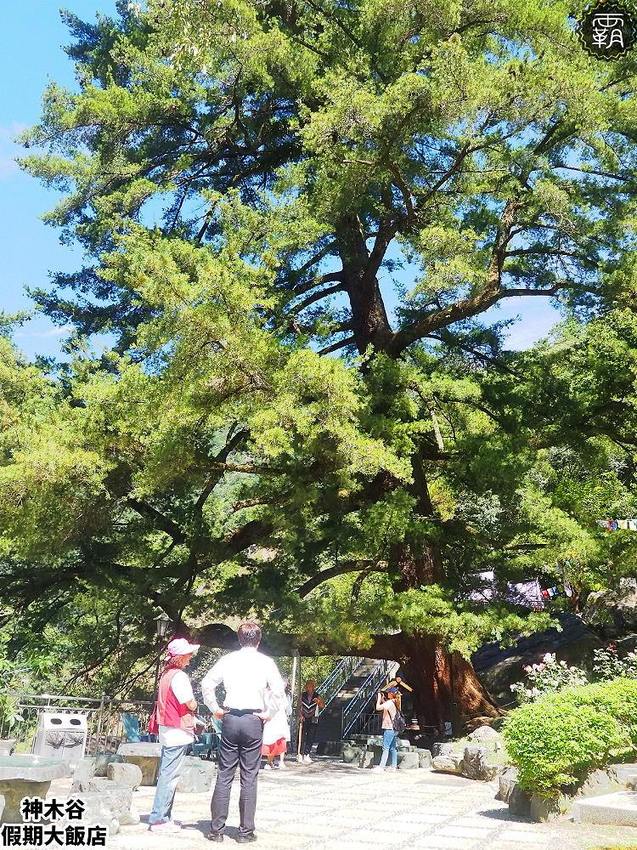 夏天谷關真有趣！谷關漫遊看神木、走步道、漫畫嘉年華，原鄉體驗，還有免費美食請你吃！