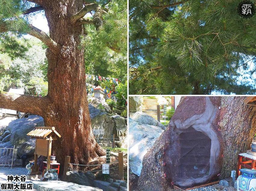 夏天谷關真有趣！谷關漫遊看神木、走步道、漫畫嘉年華，原鄉體驗，還有免費美食請你吃！