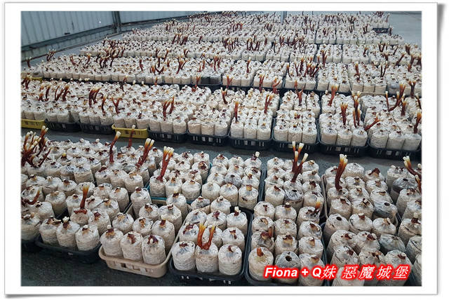 【谷關半日遊】百菇莊觀賞各式菇類，白冷冰棒消暑氣，點心白冷肉包大顆又好吃，八仙山轉彎處戲水，谷關小魚泡腳，沿途走走停停，慢慢享受吃、喝、玩、樂，很輕鬆的半日遊 !