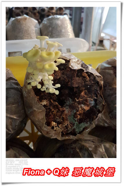 【谷關半日遊】百菇莊觀賞各式菇類，白冷冰棒消暑氣，點心白冷肉包大顆又好吃，八仙山轉彎處戲水，谷關小魚泡腳，沿途走走停停，慢慢享受吃、喝、玩、樂，很輕鬆的半日遊 !