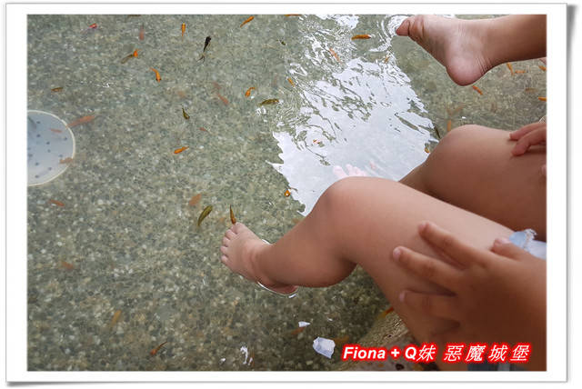 【谷關半日遊】百菇莊觀賞各式菇類，白冷冰棒消暑氣，點心白冷肉包大顆又好吃，八仙山轉彎處戲水，谷關小魚泡腳，沿途走走停停，慢慢享受吃、喝、玩、樂，很輕鬆的半日遊 !