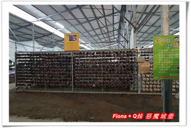 【谷關半日遊】百菇莊觀賞各式菇類，白冷冰棒消暑氣，點心白冷肉包大顆又好吃，八仙山轉彎處戲水，谷關小魚泡腳，沿途走走停停，慢慢享受吃、喝、玩、樂，很輕鬆的半日遊 !