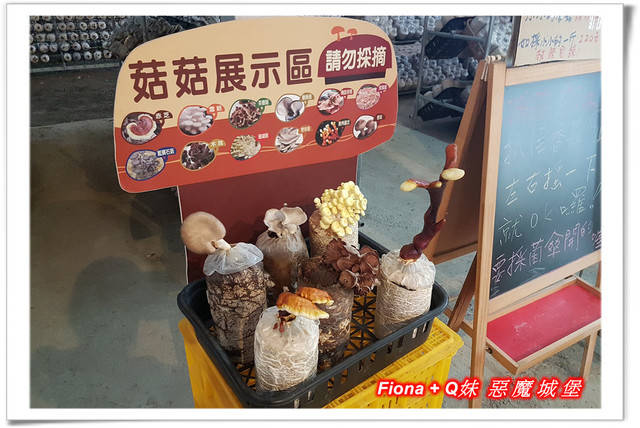 【谷關半日遊】百菇莊觀賞各式菇類，白冷冰棒消暑氣，點心白冷肉包大顆又好吃，八仙山轉彎處戲水，谷關小魚泡腳，沿途走走停停，慢慢享受吃、喝、玩、樂，很輕鬆的半日遊 !