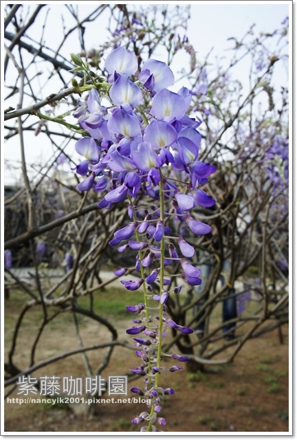 紫藤咖啡園：紫色的浪漫【紫藤咖啡園】
