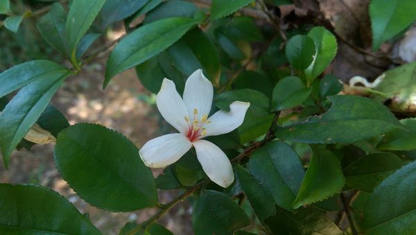 IMAG0749.jpg IMAG0749.jpg