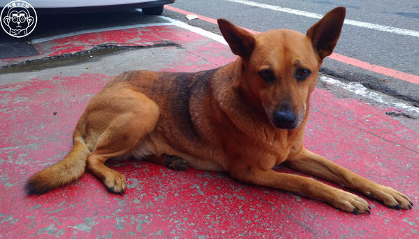 正古早甕缸雞坊:呷飽祙【新北淡水・正古早甕缸雞坊】非凡大探索推薦