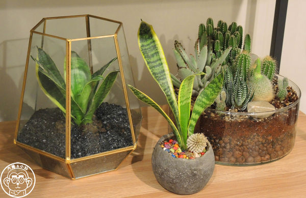 貝里義大利薄餅披薩：呷飽祙【新北樹林･貝里義大利薄餅披薩】北大特區多口味披薩