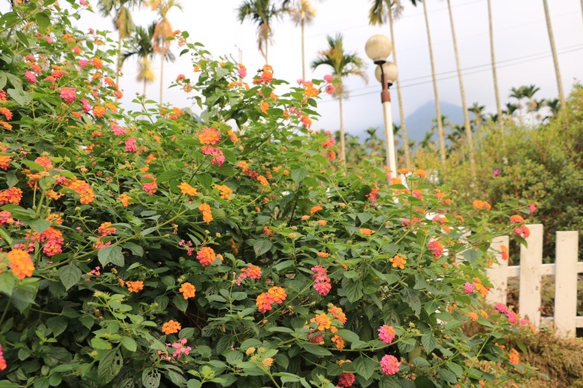 雲林古坑。56號藍色公路咖啡，夢幻地中海風格、華山夜景 x 古坑景觀餐廳
