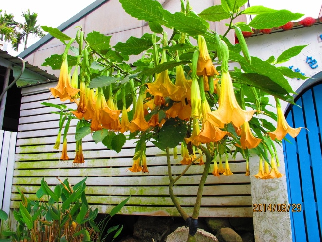 IMG_7321 (660x495) IMG_7321 (660x495)