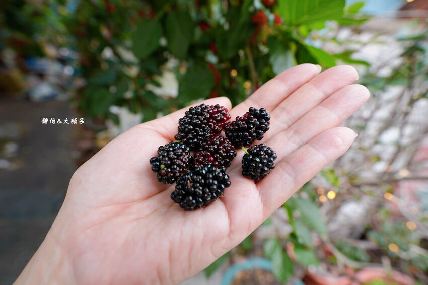 旗山老街美食指南,旗山紅糟肉、三哥臭豆腐、楊桃杏仁露、吳厝傳 旗山老街美食指南,旗山紅糟肉、三哥臭豆腐、楊桃杏仁露、吳厝傳