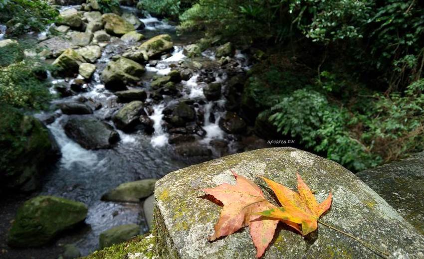滿月圓國家森林遊樂區。天然闊葉林、處女瀑布、滿月圓瀑布,新北景點親子旅遊好去處 - 蘋果話日常
