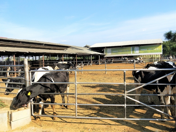 禾家牧場：【彰化市景點】禾家牧場~奶酪和霜淇淋都很香醇好吃，免費順遊景點