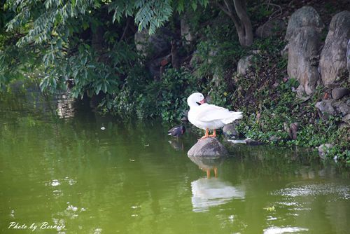 0501 3-碧湖公園14.jpg