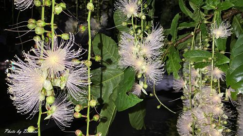 0718 碧湖穗花15.jpg