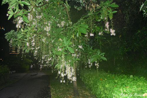 0718 碧湖穗花04.jpg