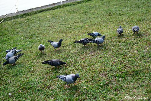 0501 3-碧湖公園15.jpg