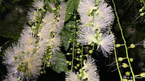 0718 碧湖穗花13.jpg