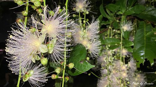 0718 碧湖穗花16.jpg