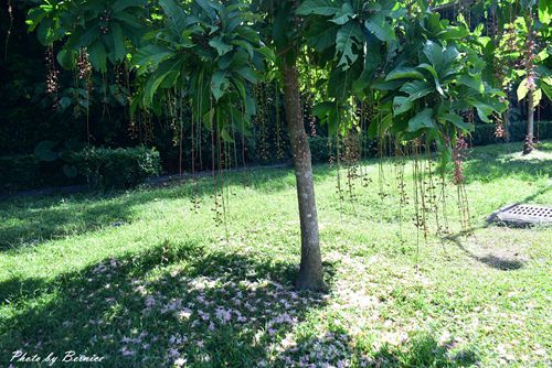 0718 碧湖穗花03.jpg