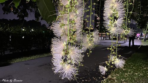 0718 碧湖穗花07.jpg