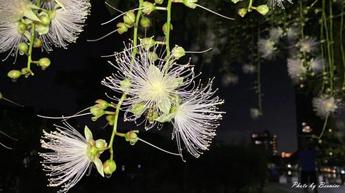 0718 碧湖穗花14.jpg