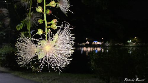 0718 碧湖穗花12.jpg