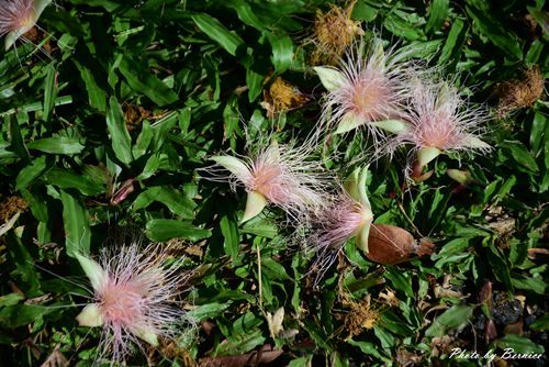 0718 碧湖穗花02.jpg