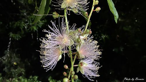 0718 碧湖穗花09.jpg