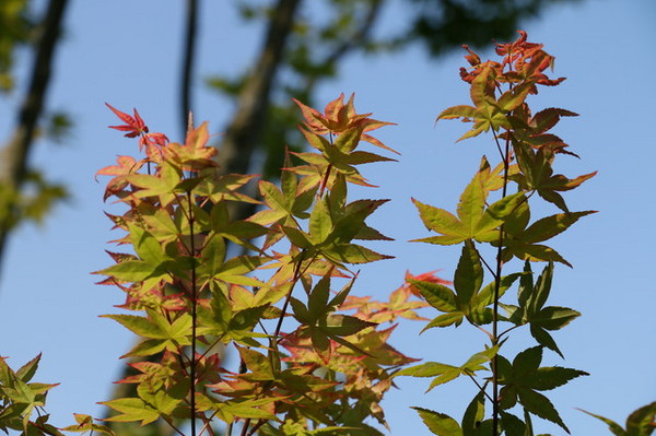 福田園 (26) 福田園 (26)