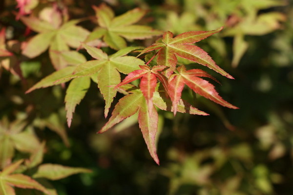 福田園 (25) 福田園 (25)