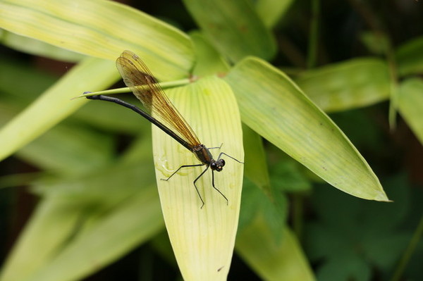 福田園 (16) 福田園 (16)