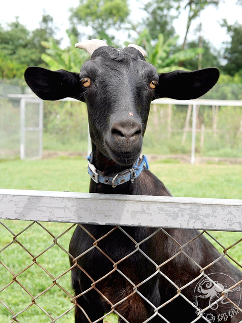 20171009蘆竹湳古厝_171011_0011