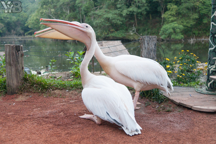 [北部旅遊] 綠世界生態農場 Green World．草泥馬軍團好吸睛