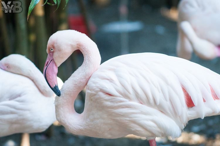 [北部旅遊] 綠世界生態農場 Green World．草泥馬軍團好吸睛