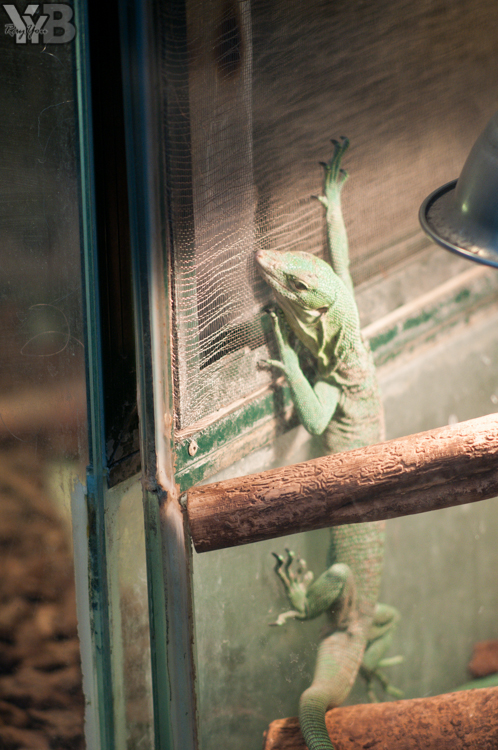 [北部旅遊] 綠世界生態農場 Green World．草泥馬軍團好吸睛